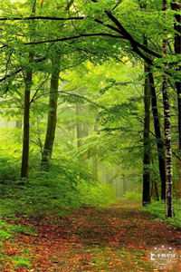 说好是床伴，分开后她却哭了沈绍林温若全集