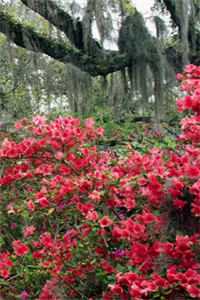 但见人间雪白头免费阅读