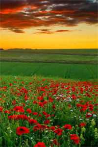 骗子的悲哀：被骗的人先动了真心完整