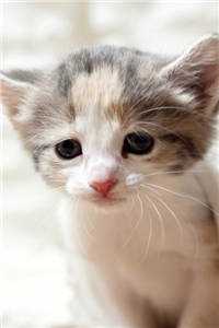 春庭雪落离人苑高质量好文