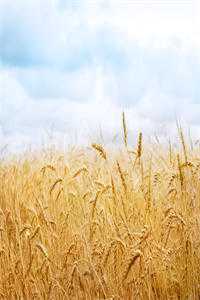 别后自有好春山未删减版