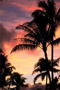 梧桐秋雨湿流光全文免费